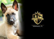 The Best Pet Training in Tallahassee 