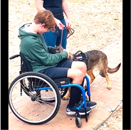 Service Dogs That Also Protect