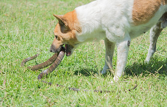 shutterstock_521901667 (3).jpg