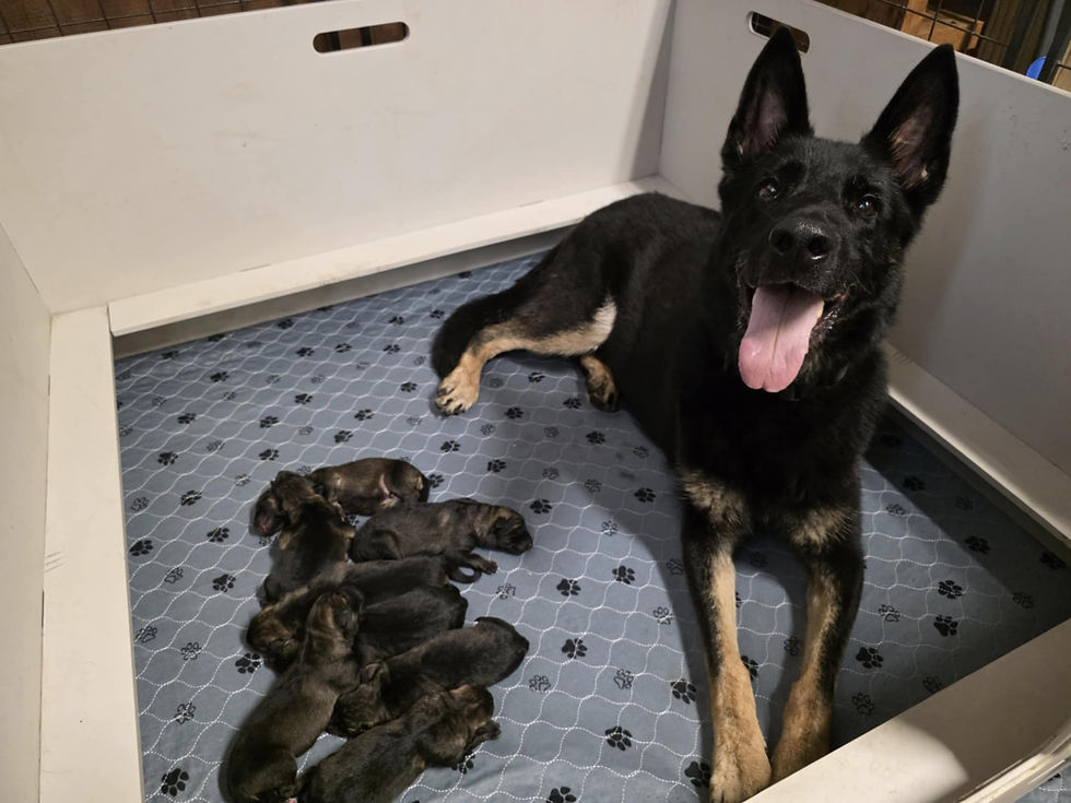 Bia with her pups