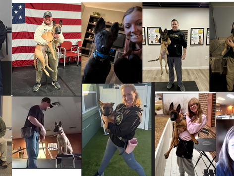 Learn to Train Dogs with The Best in The World