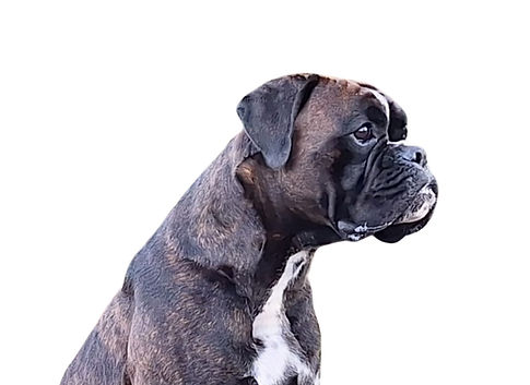 Xeb Van Boxheide 11.2026.jpeg