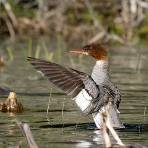 Mergansers in Osprey Cove