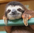 sloth.jpg