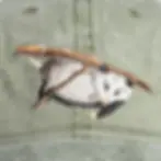 closeup of Opossum Hat by Eco Wear