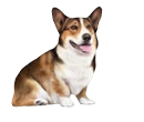 Thumbnail: Corgi on Leggings by E&S Pets