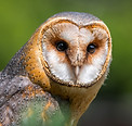 barn-owl-2550068_1920.jpg