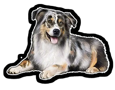 Australian Shepherd Sticker by E&S PETS