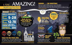 Thumbnail: 550 Piece "I Am Owl" Jigsaw Puzzle by Madd Capp Puzzles