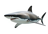 shark