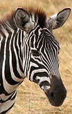 zebra2.jpg