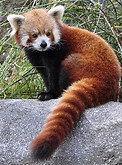red panda.jpg
