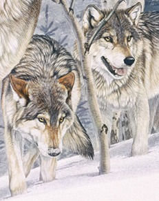 Thumbnail: 1000 Piece "Second Glance" Wolf Jigsaw Puzzle by Cobble Hill