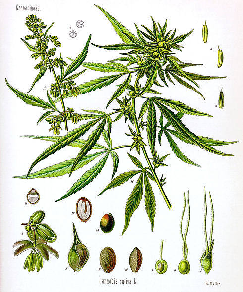 Cannabis_sativa_Koehler_drawing.jpeg