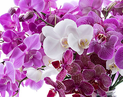 緣享庇護養花場 �蘭花