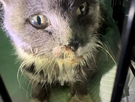 Cat with severe dental disease in cage