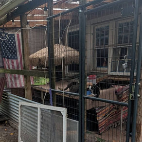 When Unanswered Animal Control Calls Leave Residents in Distress.. Please help us Save 23 Cats