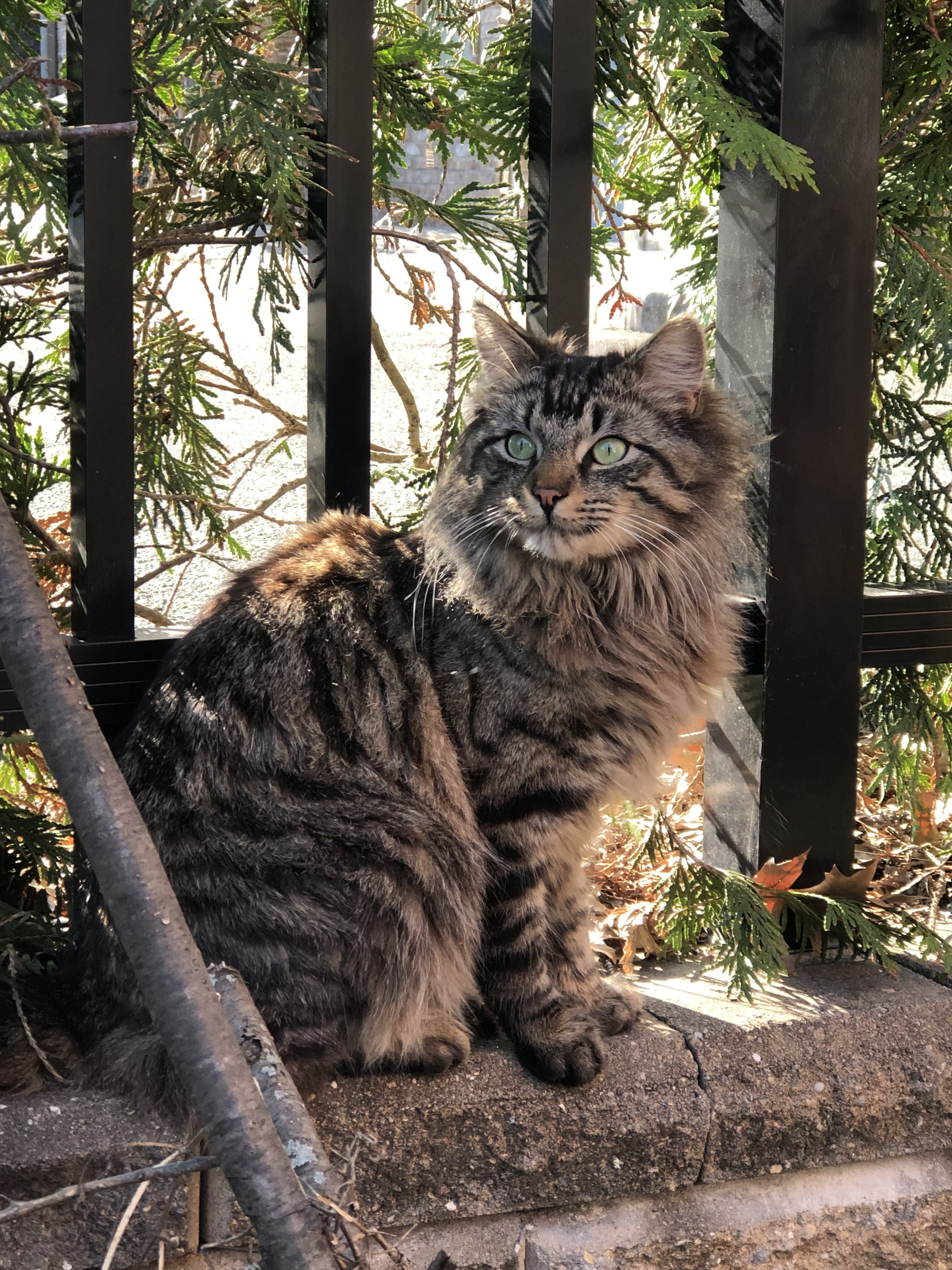 Member Page | Whiskers Rescue