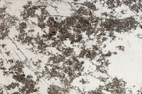 forest-snow_edited.jpg