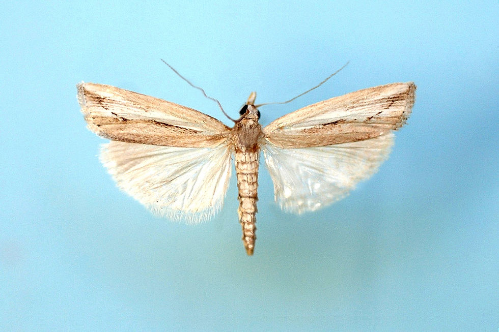 Agriphila trabeatellus.jpg