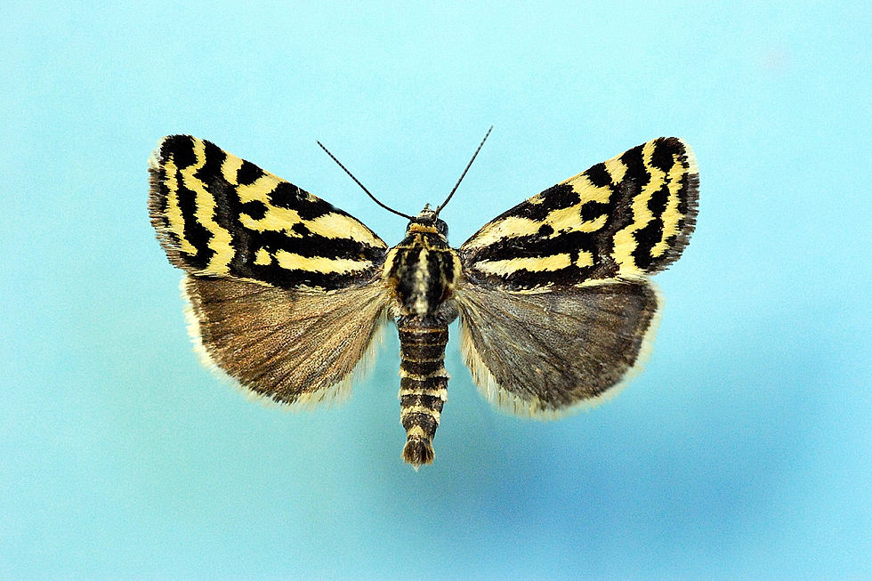 Acontia (Emmelia) trabealis.JPG