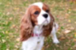 cavalier king charles spaniel