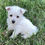 Miniatura: Westie (West Highland Terrier) | Envío Gratis en Todo México + Certificado Médic