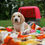 Miniatura: Beagle Bicolor en Venta | Juguetón, Fiel y Muy Familiar | Envío Gratis + Garantí