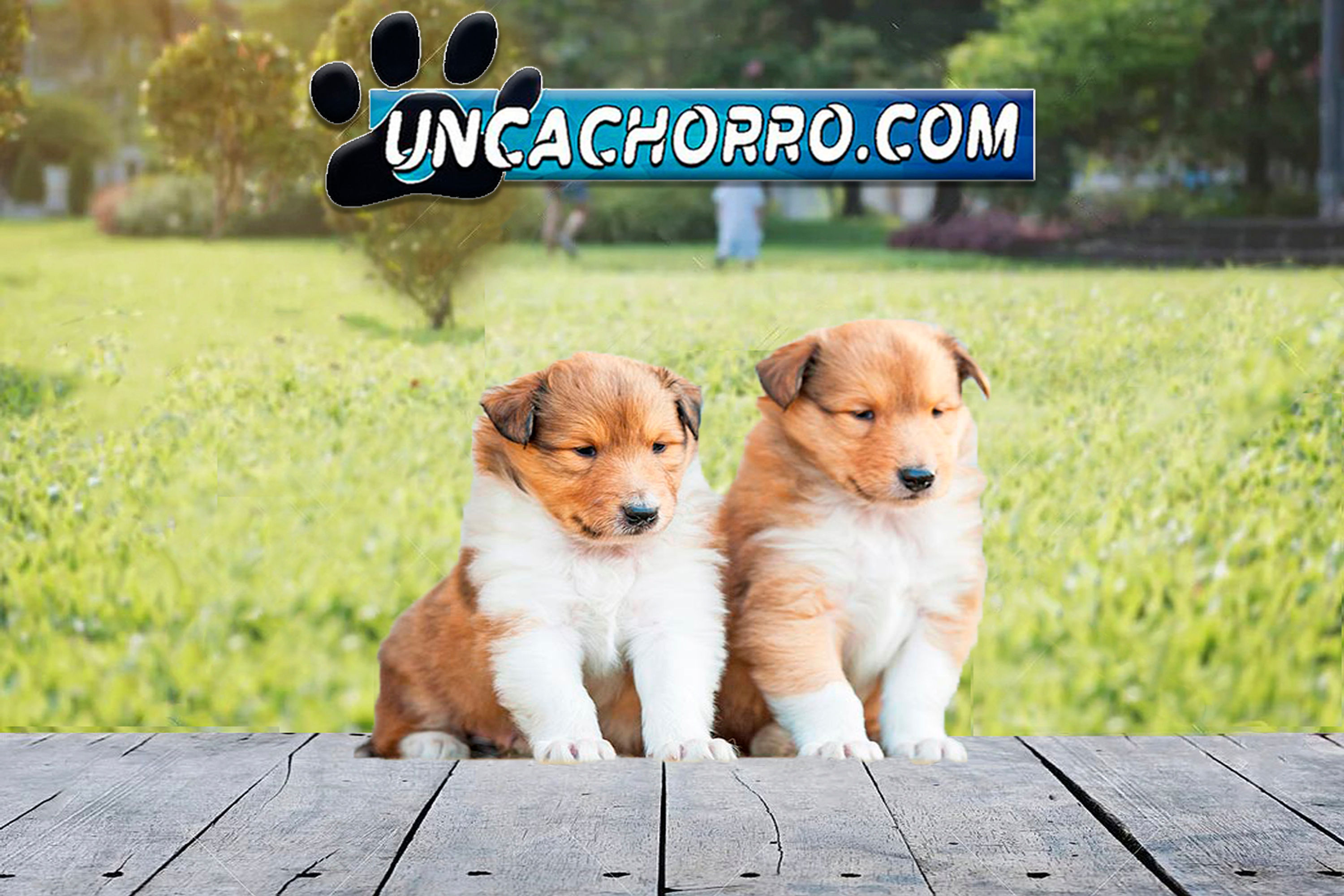 Rough Collie en Venta | Elegante, Fiel y Súper Familiar | Envío Gratis + Garantí