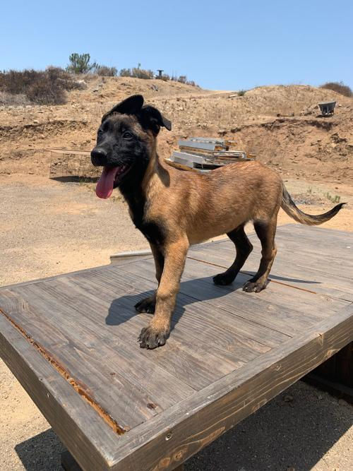 Miniatura: Belga Malinois