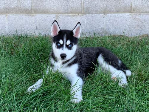 Miniatura: Husky Siberiano