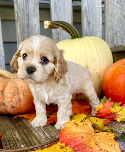 Thumbnail: Cocker Spaniel Inglés en Venta | Envío Gratis + Garantía y Certificado Médico