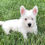 Miniatura: Westie (West Highland Terrier) | Envío Gratis en Todo México + Certificado Médic