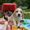 Miniatura: Beagle Bicolor en Venta | Juguetón, Fiel y Muy Familiar | Envío Gratis + Garantí