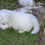 Miniatura: Husky Siberiano Blanco en Venta | Elegante, Inteligente y Súper Leal | Envío