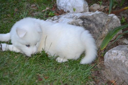 Miniatura: Husky Siberiano Blanco