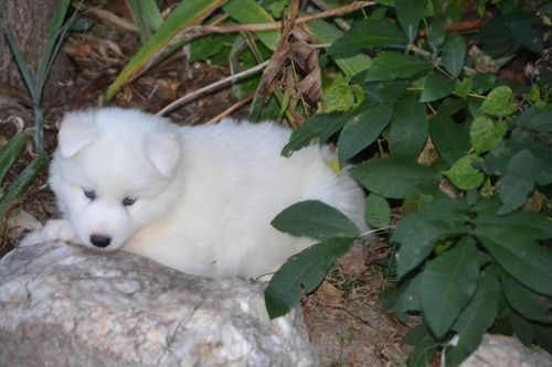 Miniatura: Husky Siberiano Blanco