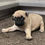 Miniatura: Pug Cervato en Venta | Tierno, Leal y Juguetón | Envío Gratis + Garantía