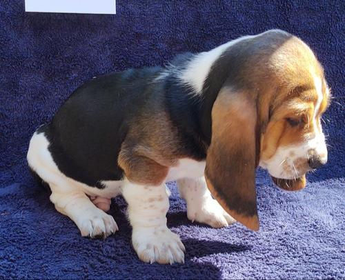 Miniatura: Basset Hound