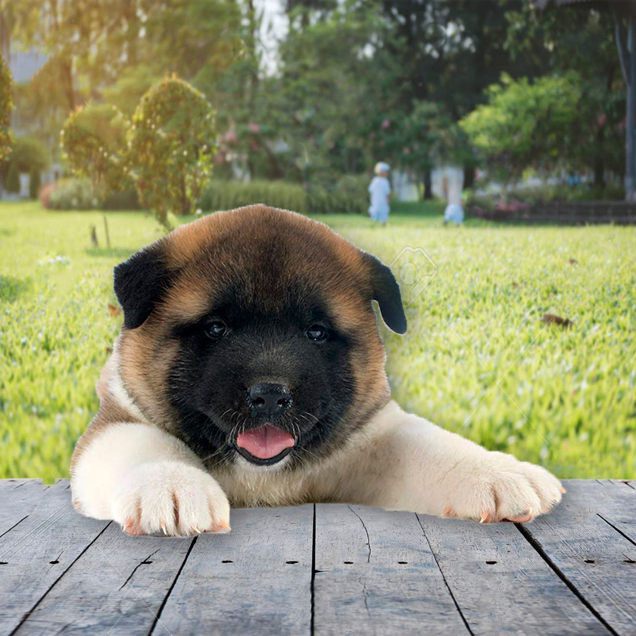 Akita Americano en Venta | Fuerte, Leal y Protector | Envío Gratis + Garantía