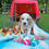 Miniatura: Beagle Bicolor en Venta | Juguetón, Fiel y Muy Familiar | Envío Gratis + Garantí