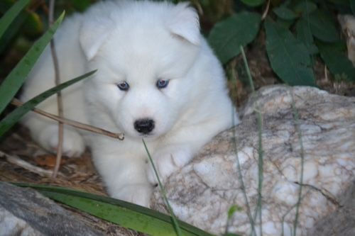 Miniatura: Husky Siberiano Blanco