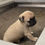 Miniatura: Pug Cervato en Venta | Tierno, Leal y Juguetón | Envío Gratis + Garantía