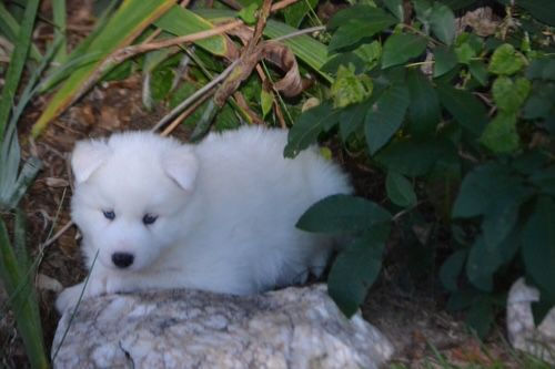 Miniatura: Husky Siberiano Blanco