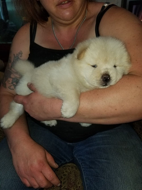 Miniatura: Chow Chow