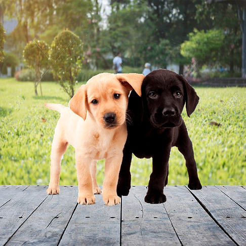 que necesitas para un cachorro labrador