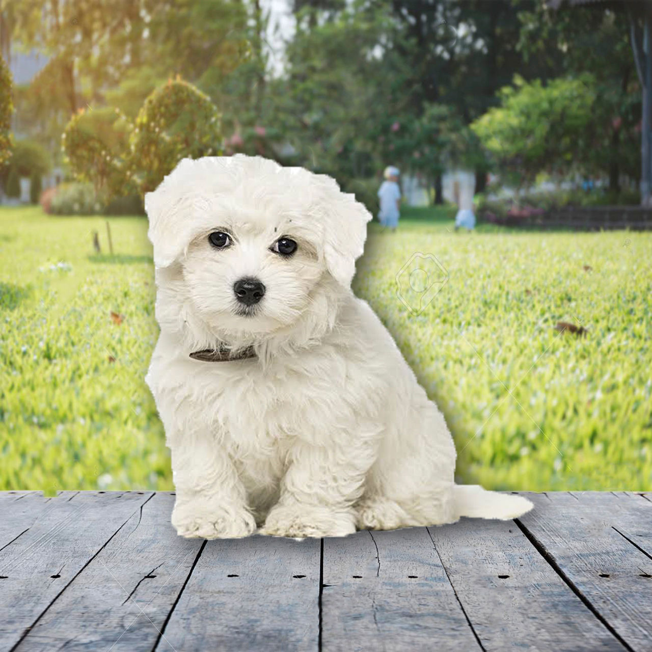 Bichón Maltés Miniatura en Venta | Envío Gratis + Garantía y Certificado Médico