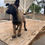 Miniatura: Belga Malinois en Venta | Protector, Inteligente y Súper Obediente | Envío Grati