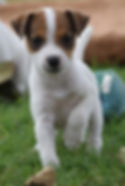 Miniatura: Jack Russel Parson