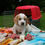 Miniatura: Beagle Bicolor en Venta | Juguetón, Fiel y Muy Familiar | Envío Gratis + Garantí